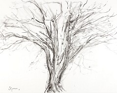 2018 Le chêne de Lismonde - dessins - fusain